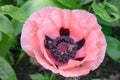Oriental poppy, Papaver orientale Prinzessin Viktoria Louise, pink flower with bees Royalty Free Stock Photo